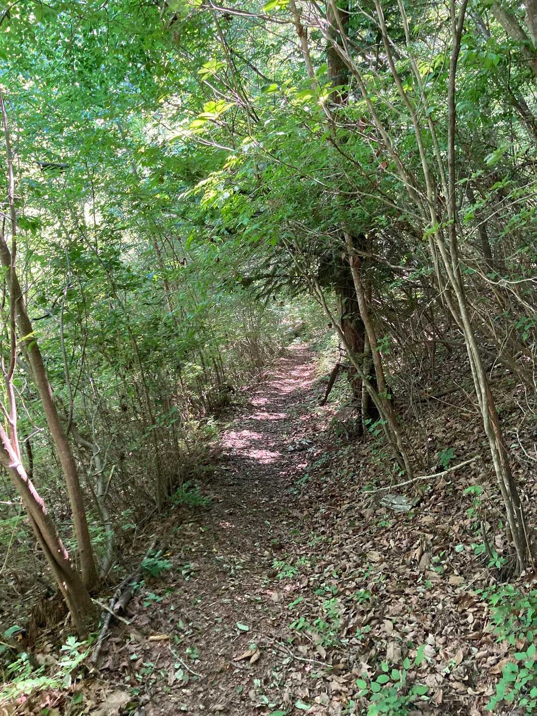 トンネルみたいな道が続き👣