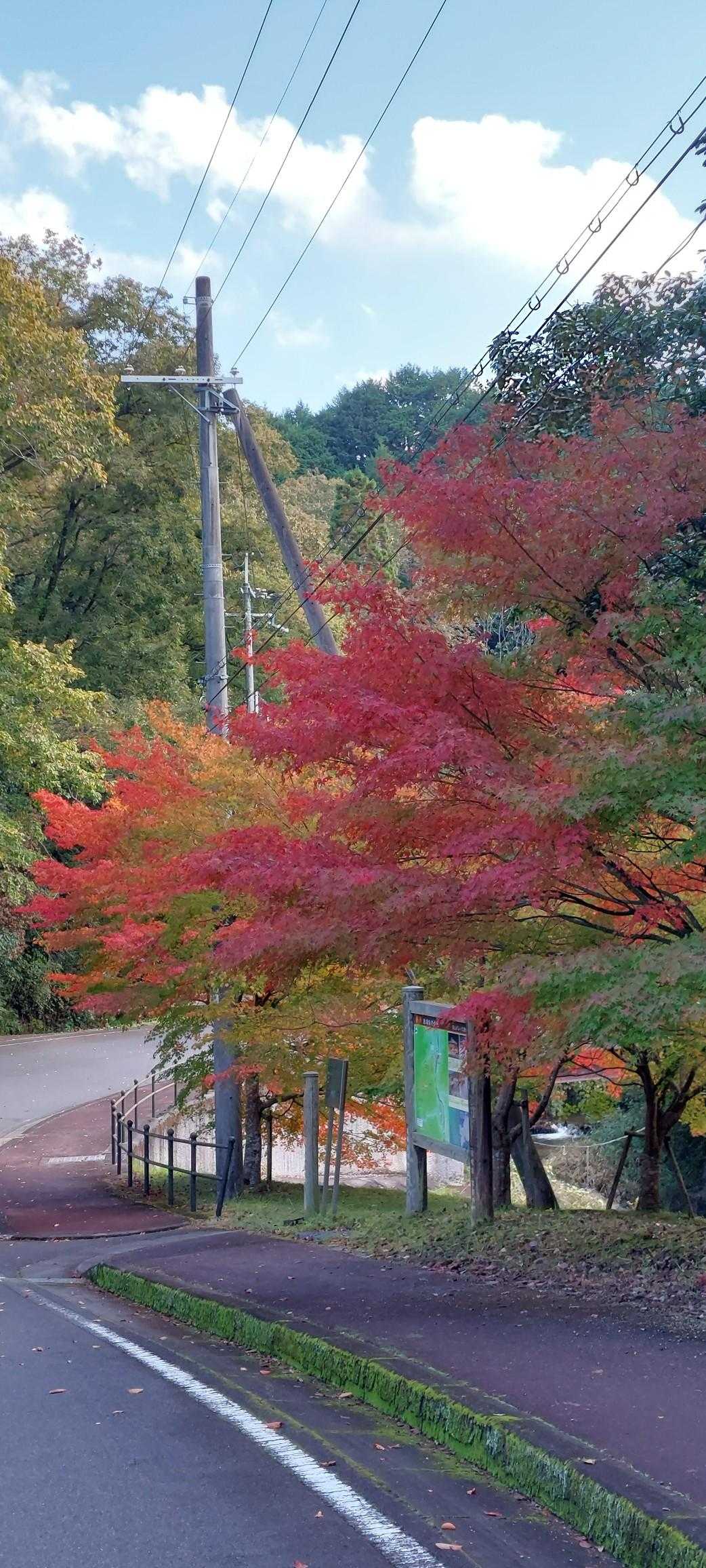本日一の綺麗な紅葉🍁