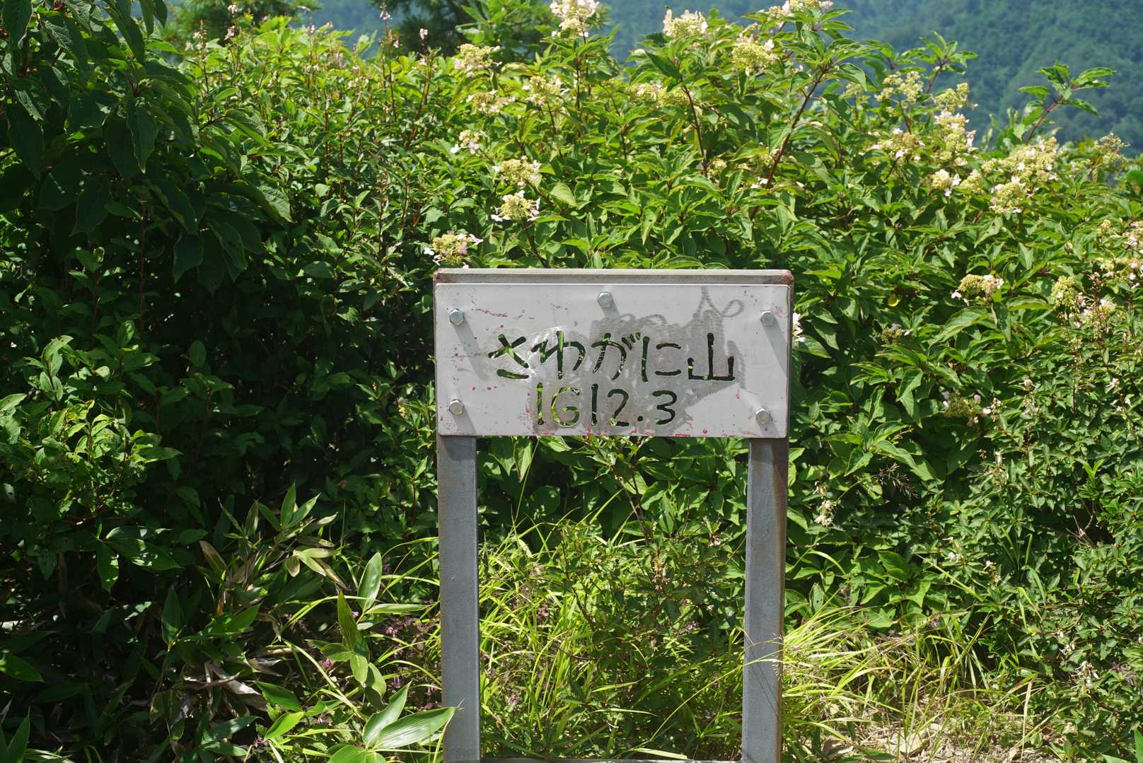 サワガニ山に到着