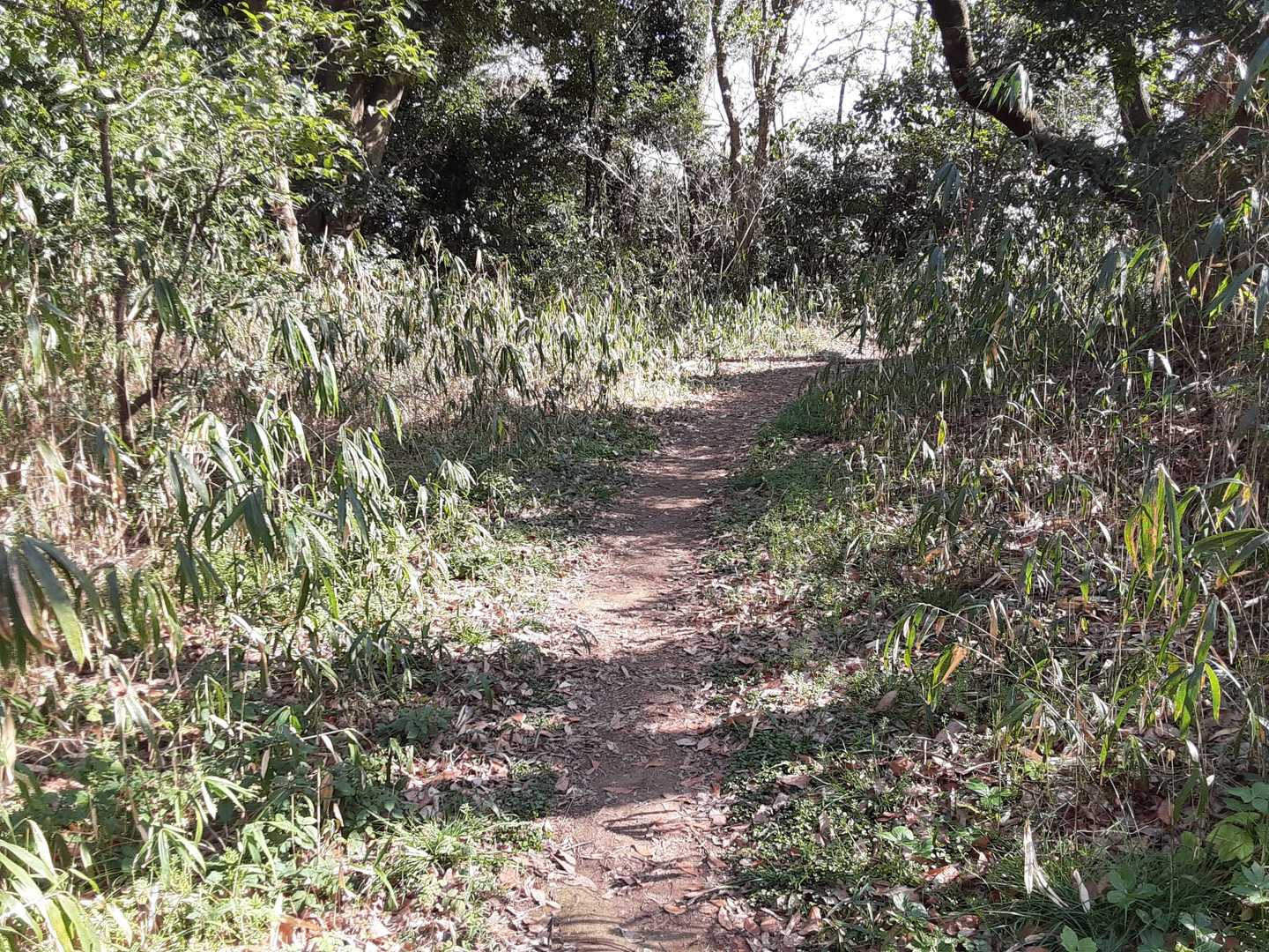 ピーク辺りですが、山頂表示、三角点が分からない😅