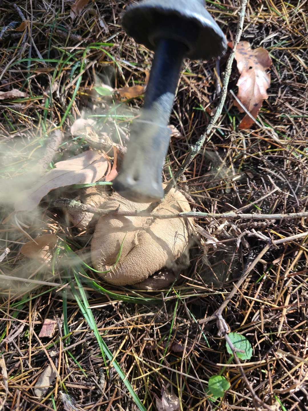 ホコリタケ🍄
ボコスカに突かれとる🐶（  ¡º□º）