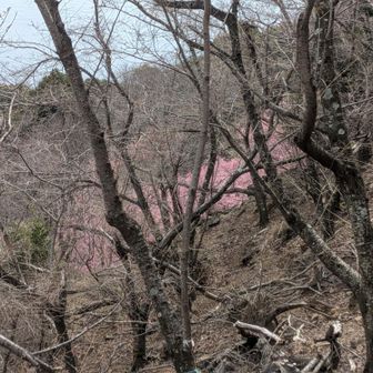 遊歩道ではないところがきれいでした🌸