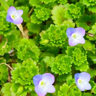 オオイヌノフグリ