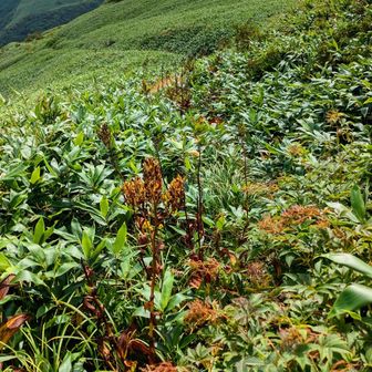 平和だった登山道がいきなり薮漕ぎと云う…通常の登山道が如何に有り難いか分かります😂枯れてきたコバイケイソウが邪魔なのよ😡