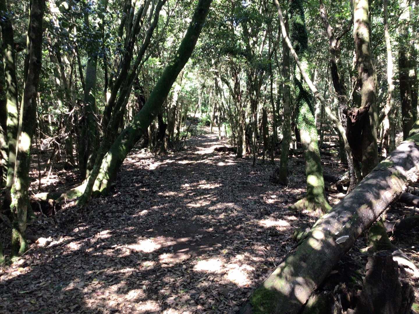 八重山登山道入口-炭焼窯跡-八重山 往復コースの写真