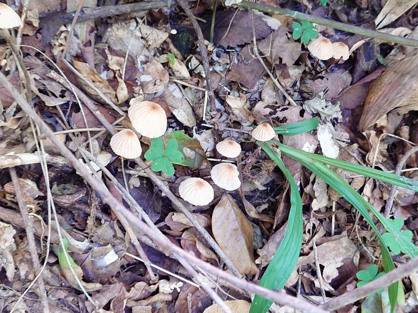 🍄
五十鈴さん👘今夜は🍄のお夕飯です🤭
この🍄ではない…