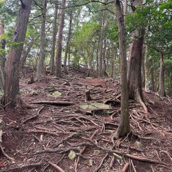 天狗岩方面へ下ります
木々が伐採されて歩きやすくなってました