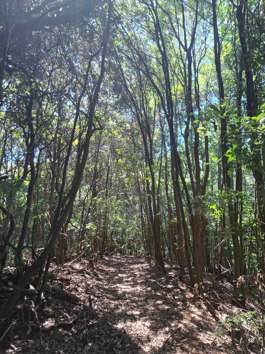 照葉樹林の登山道を登る😵💦
