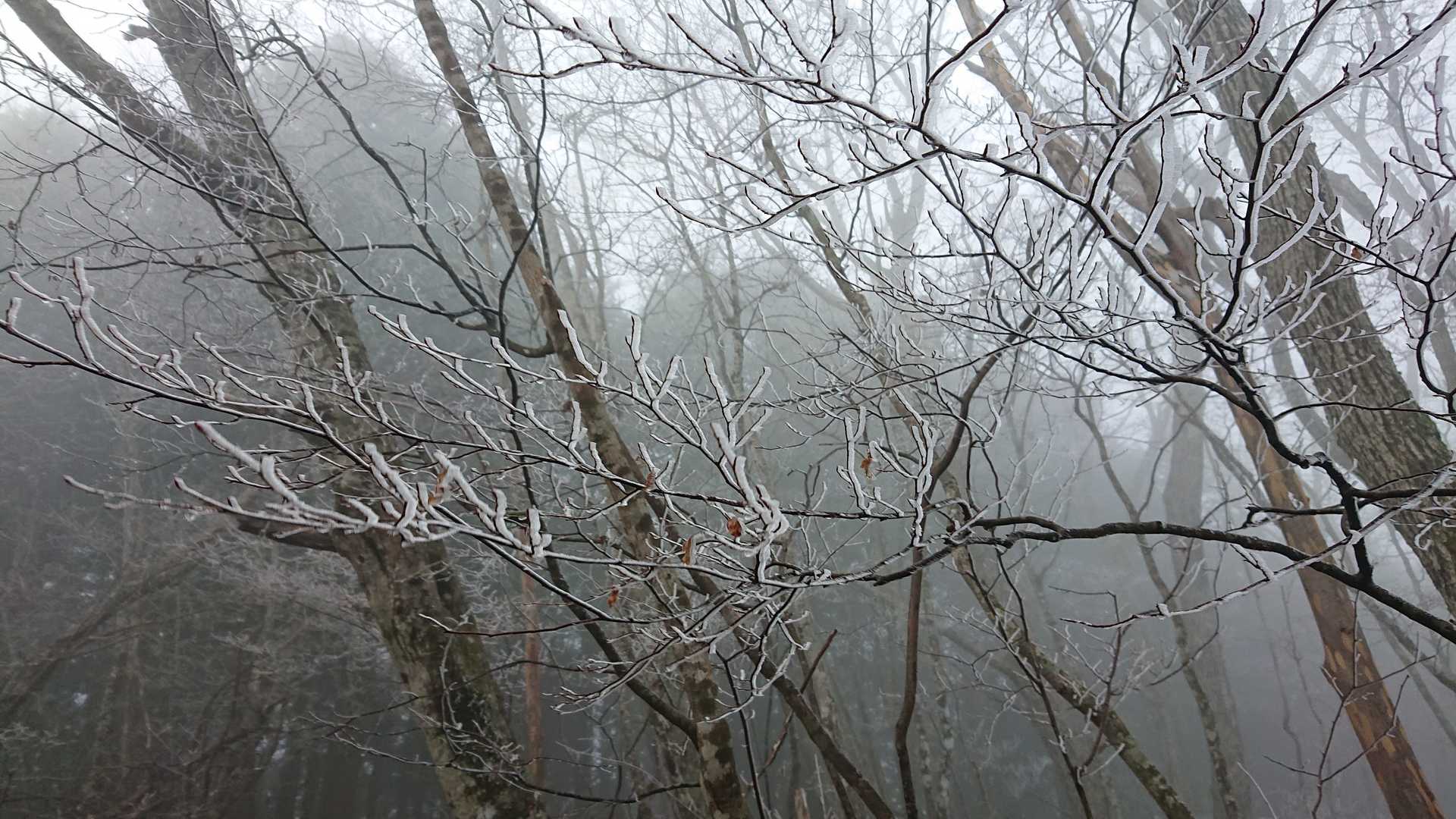 こんな景色もたまには良いですね😍
一足早いクリスマス気分になりました！
熊鈴をガンガン鳴らして一人アカペラでクリスマスソングを唄いまくりです🤣
歌詞が分からない所は鼻歌で🤣