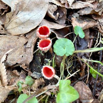 キツネノサカヅキモドキ！
今回のいちばんの発見だそうで笑