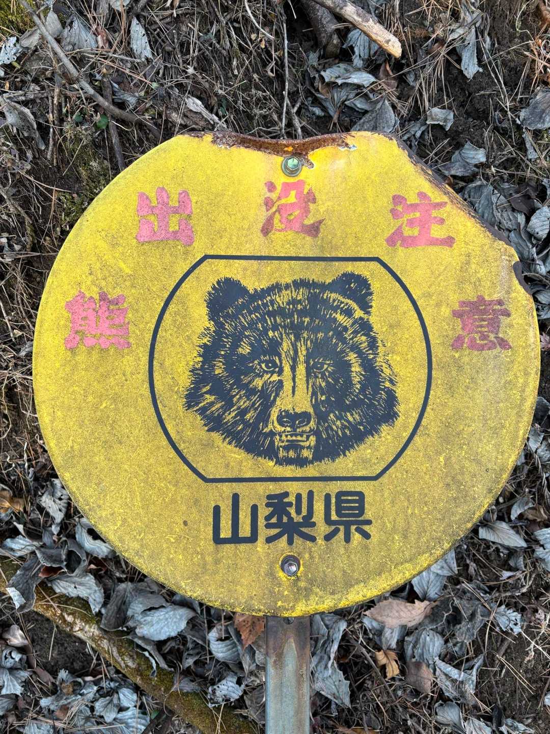 ワイルド🐻