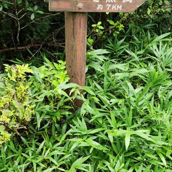 では本題の金ヶ谷山へ向かいます