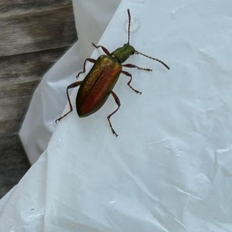 メタリックボディの虫