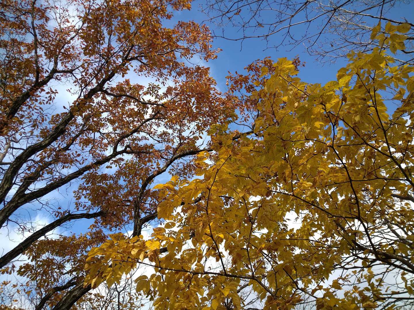 🟨黄葉🍂