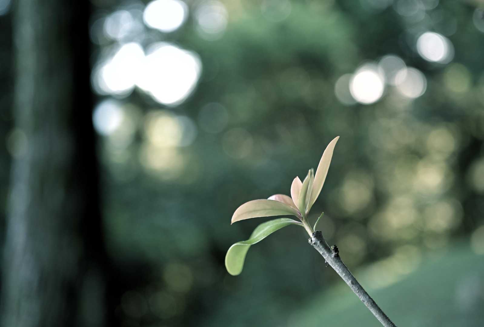 皿山公園バス停-岳城山 往復コースの写真