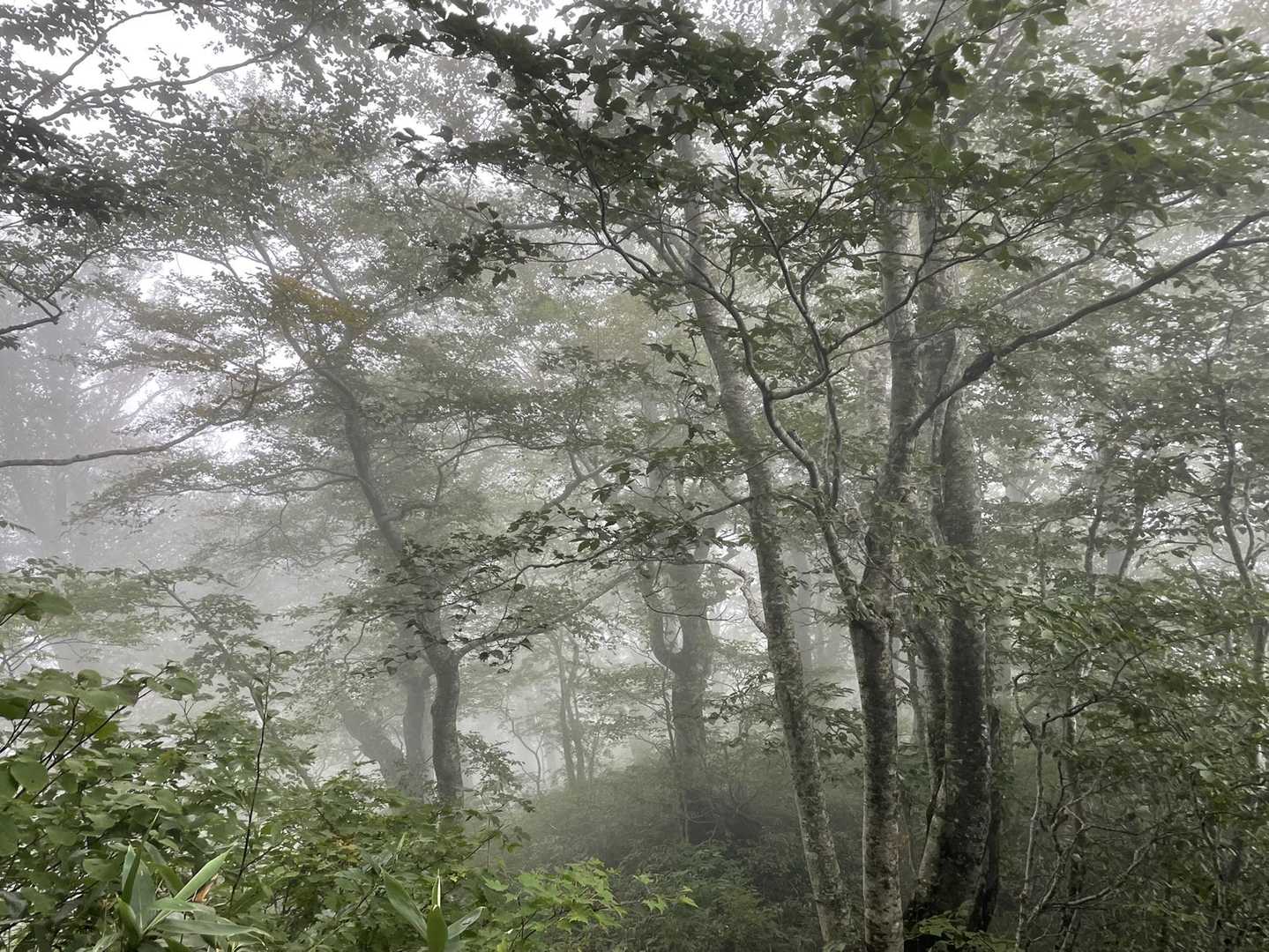 西ノ又コース登山口-神室山-前神室山 周回コースの写真