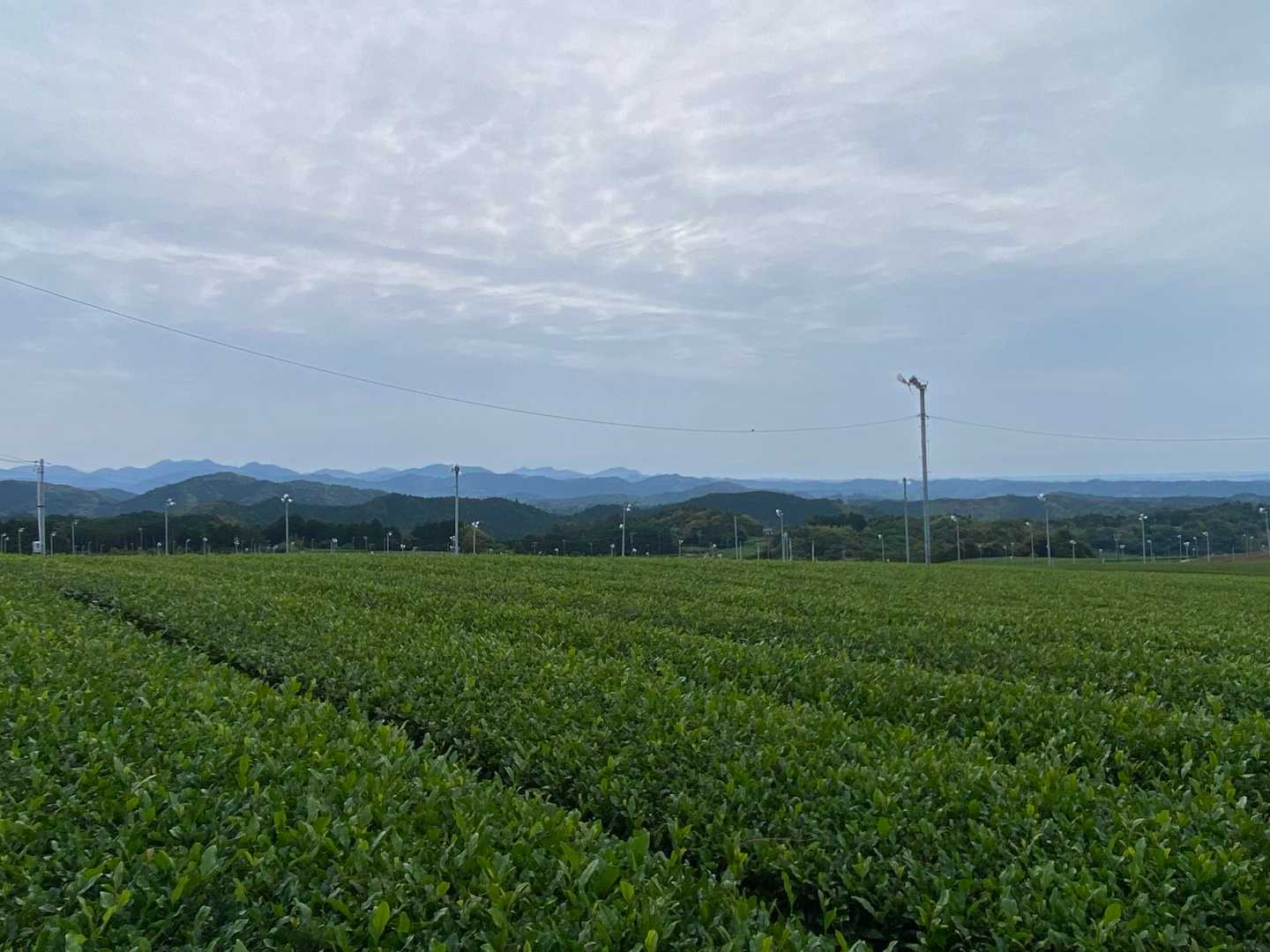 🍵茶🍵