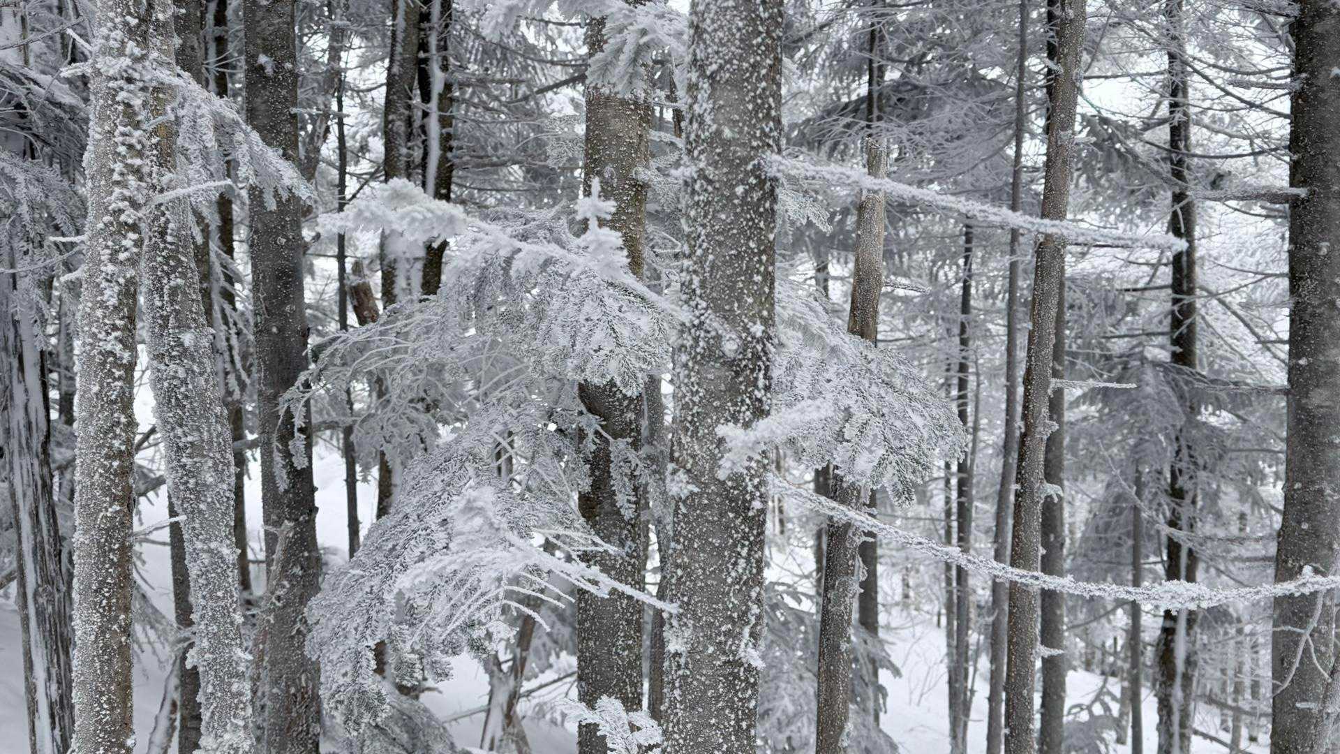 すべてが凍てつく世界