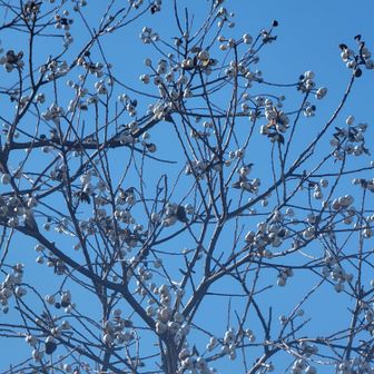 ナンキンハゼ（実）