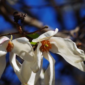 昨秋実がついているのを見た一丁平のコブシ
（ハクモクレンではありませんでした）
一丁平にはこぶしの木が４～5本あってどれも白い花が咲いてました