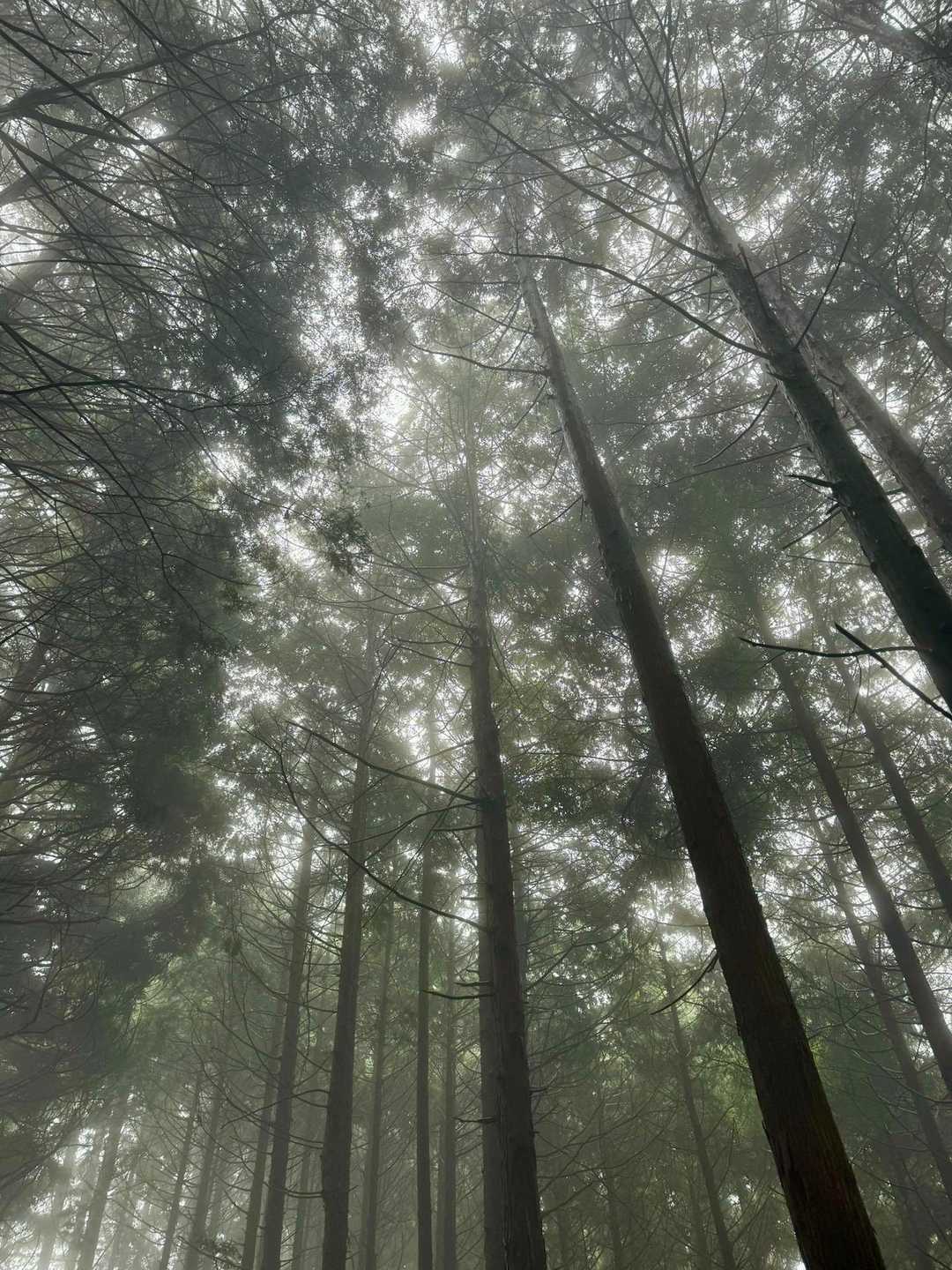 霧の森も幻想的で素敵✨