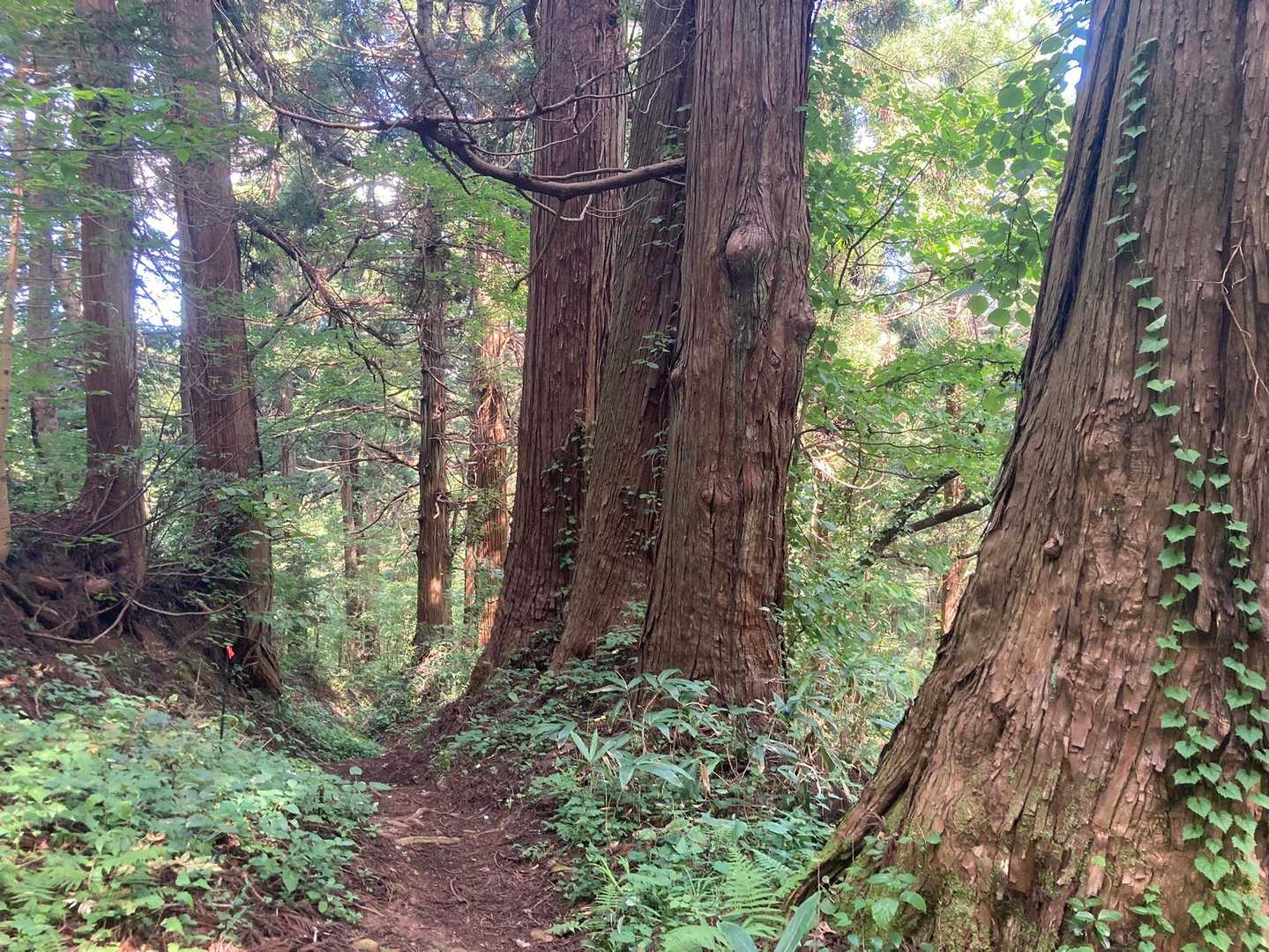 杉の一部立派さは羽黒山の参道にも劣らない