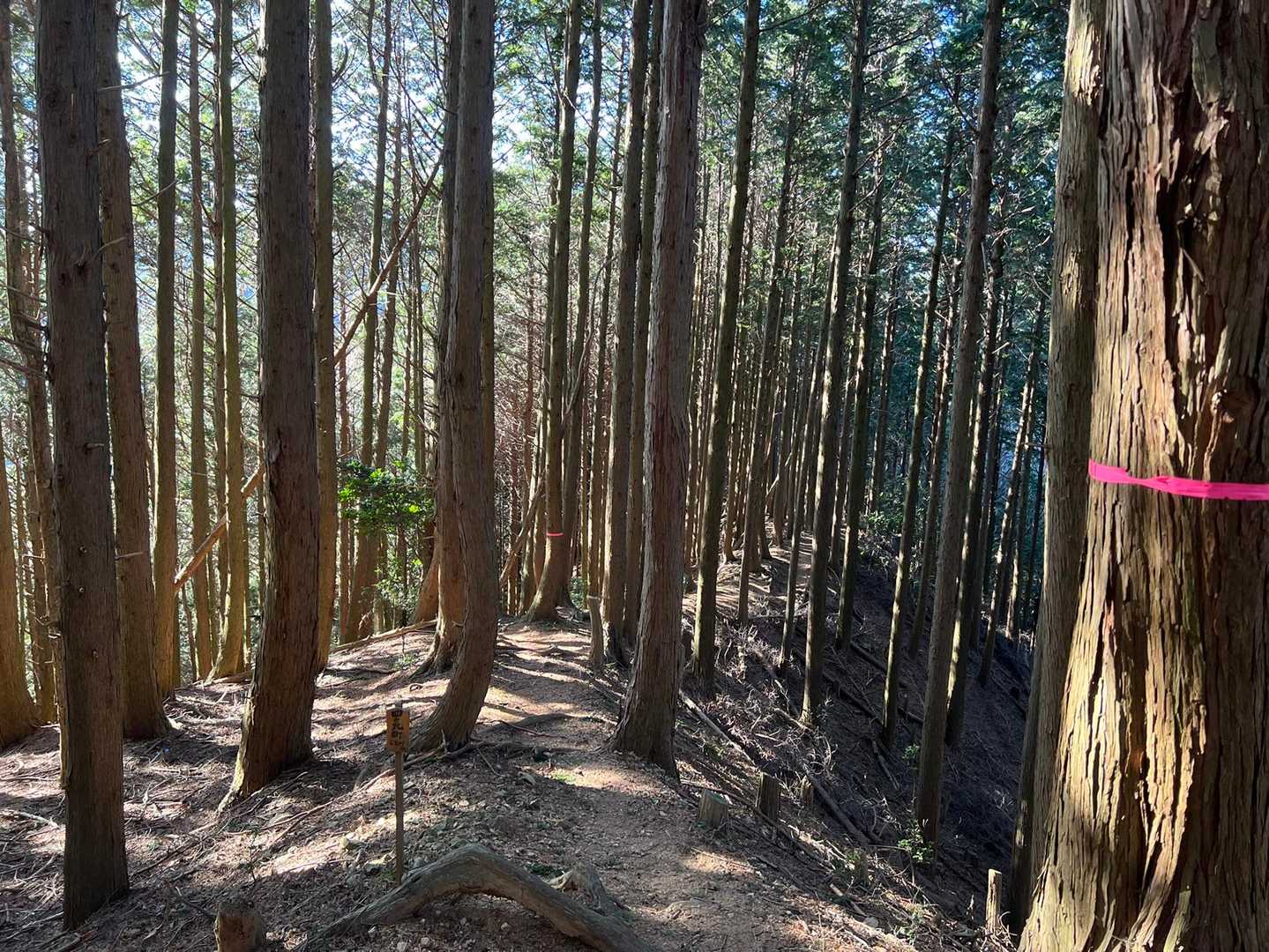 桝形山-鉢ヶ峰 往復コースの写真