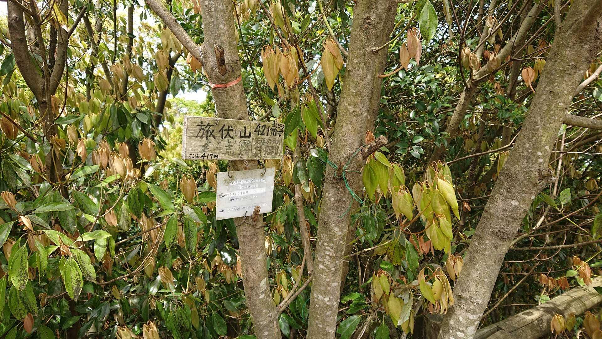 旅伏山の写真