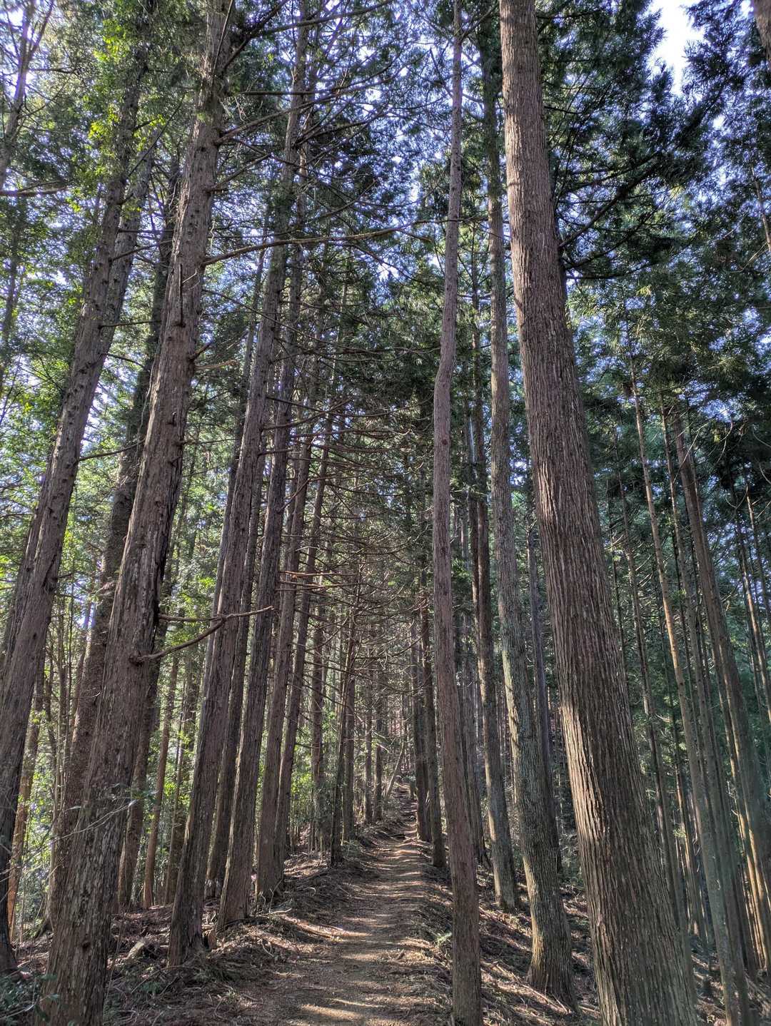 奥多摩らしい道