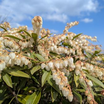 馬酔木モリモリ