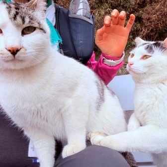 膝上の取り合いでケンカが始まる