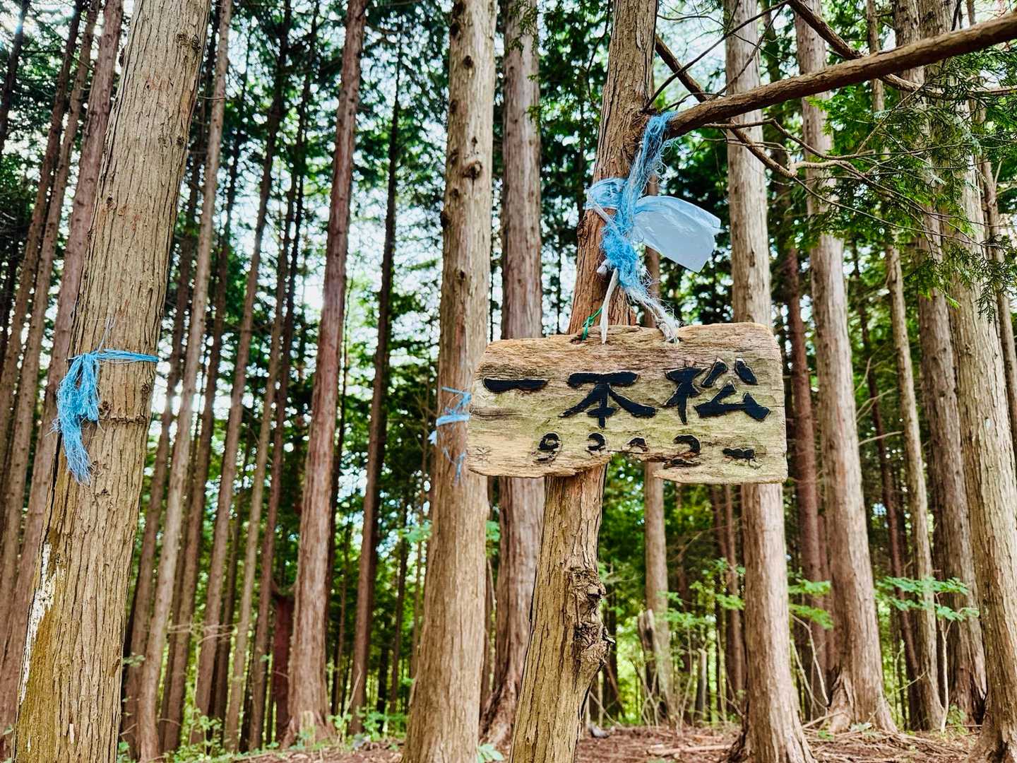 一本松に着きました〜
\(ˊᗜˋ)/