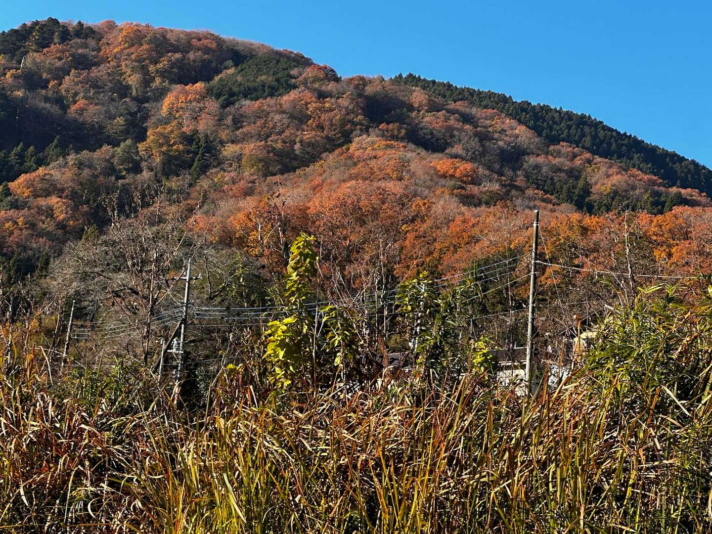 見上げたお山は紅葉