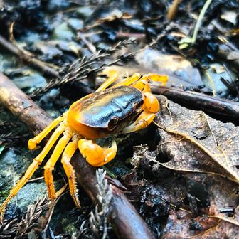 いた！
ｵﾚﾝｼﾞ🦀