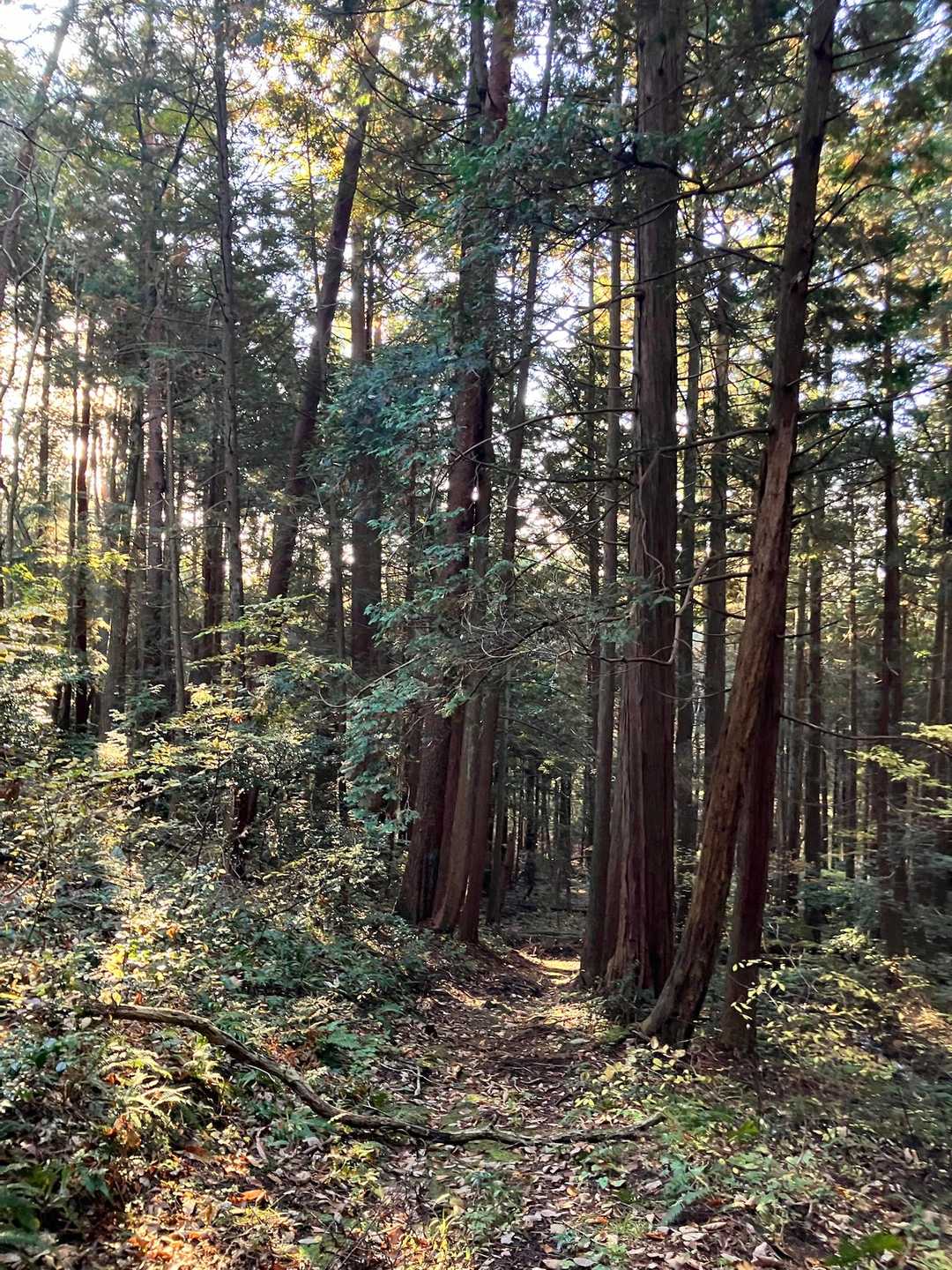 かなり下山してきました