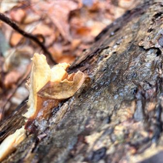 「ムキタケ」は、皮が簡単に剥けることから名付けられました