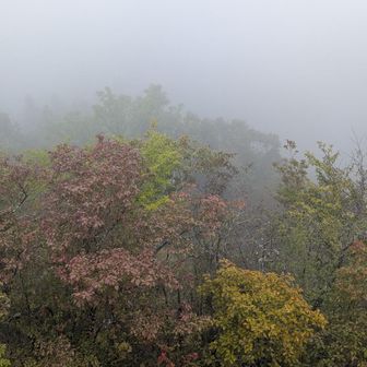紅葉が始まってる？