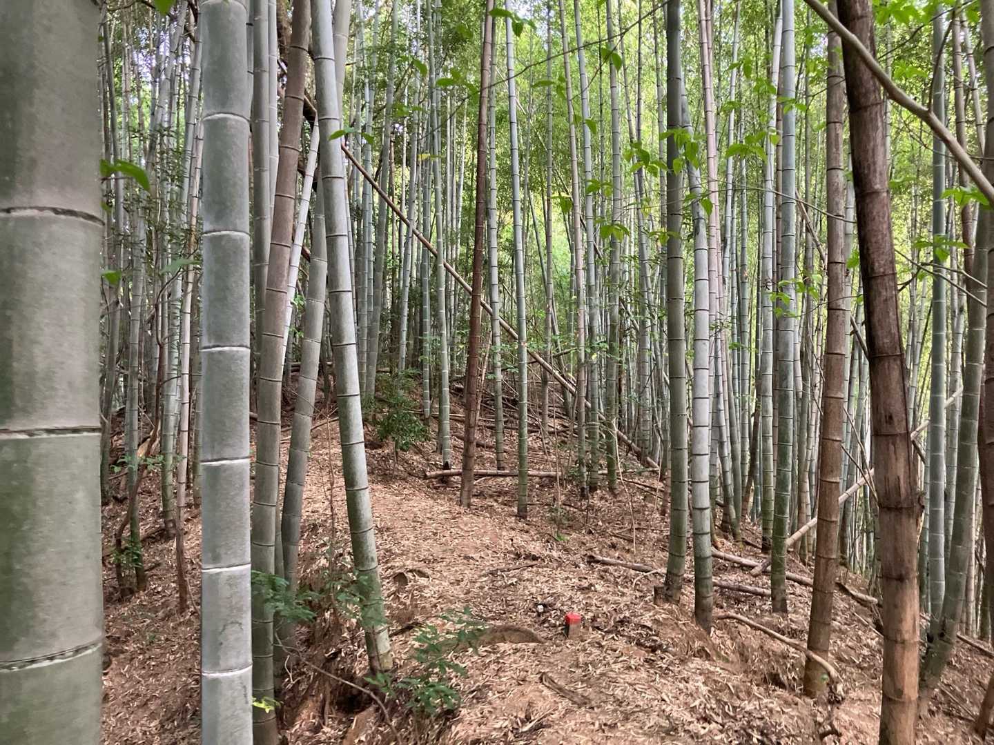 少しマシな竹林ロード