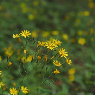 ハナニガナ（花苦菜）