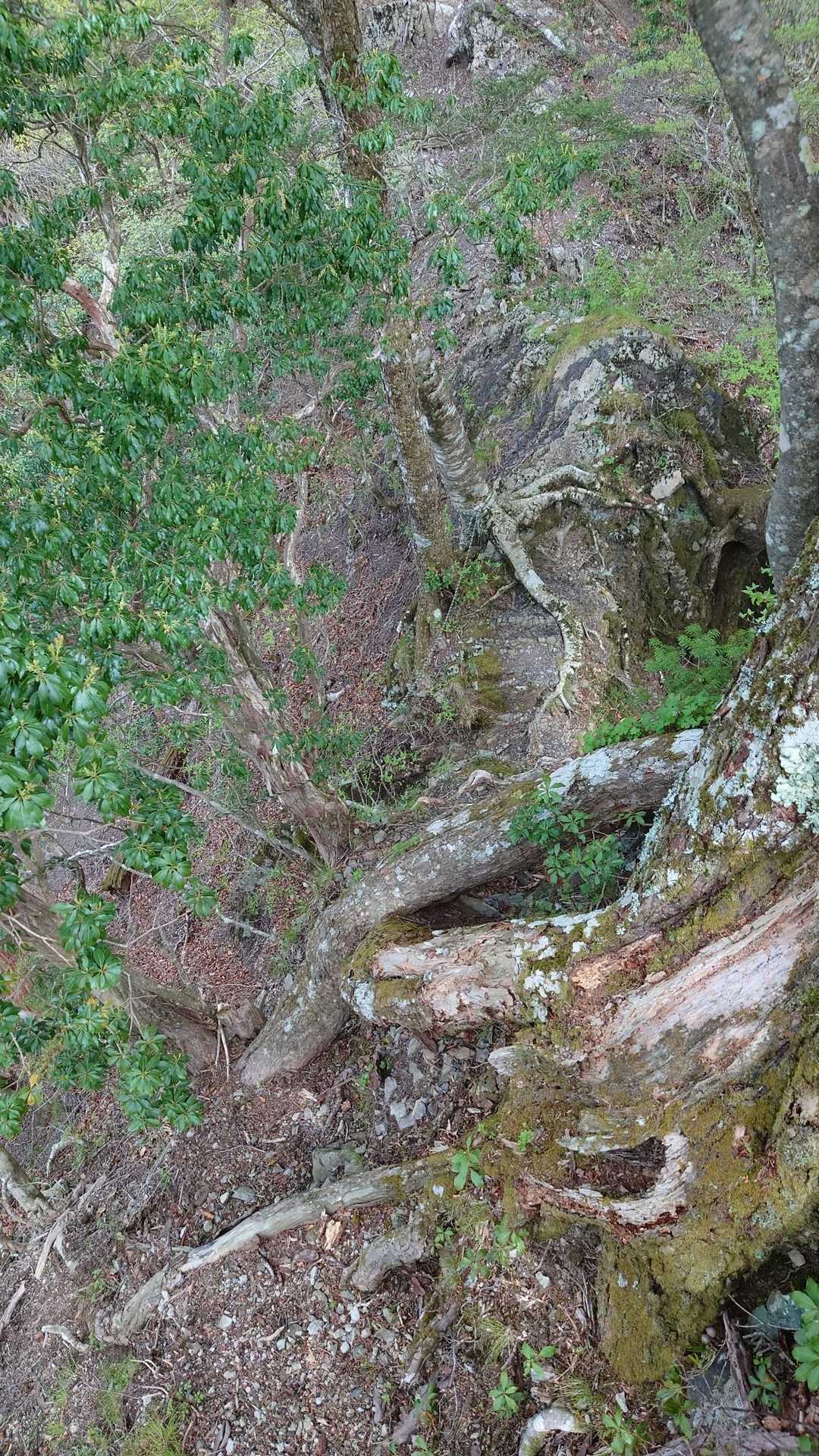 慎重に通過する必要があります。
ここは、ほとんど誰も来ない山域です。