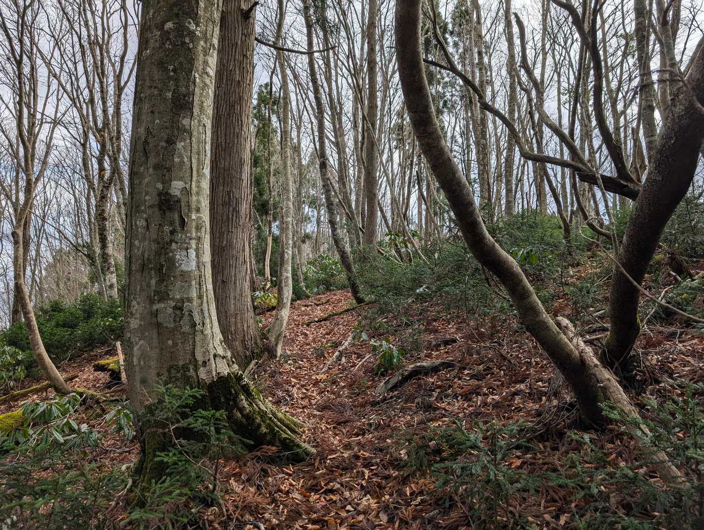 地蔵峠からは厳しい登りが始まります💦
でも木の間から時折見える山々の景色に励まされます✨