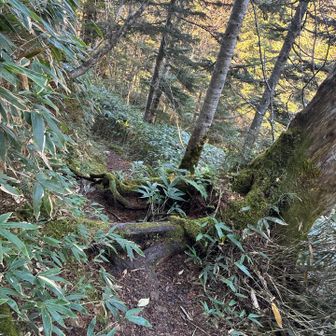 大きい根っこと苔で歩きにくい
