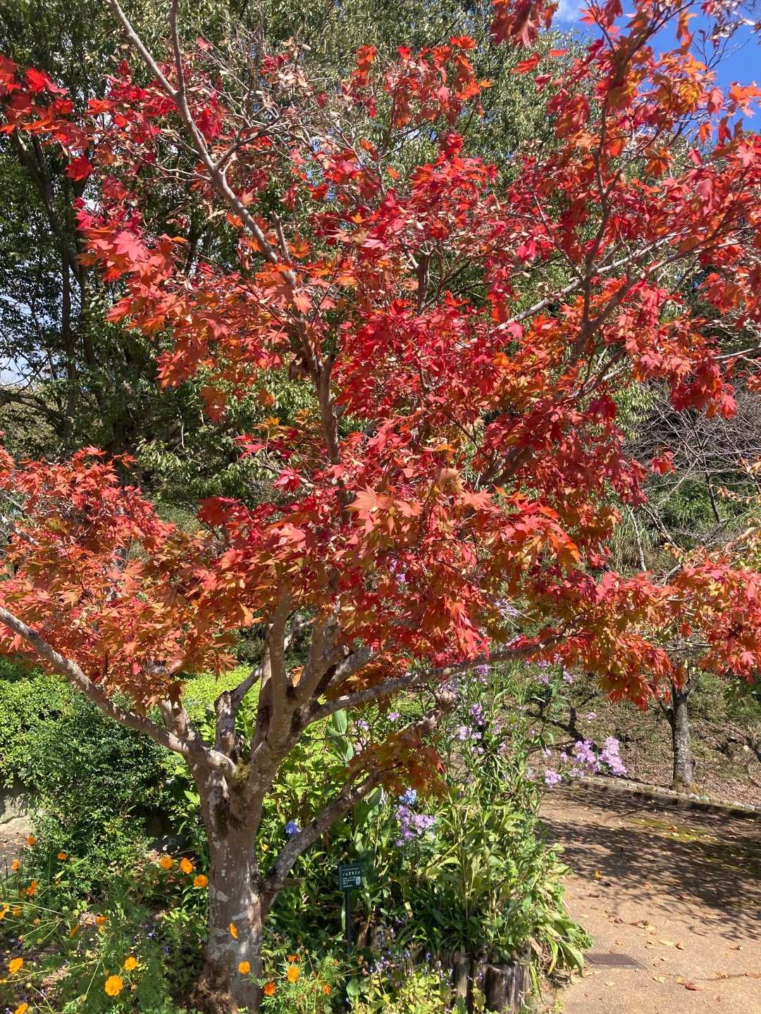 紅葉🍁