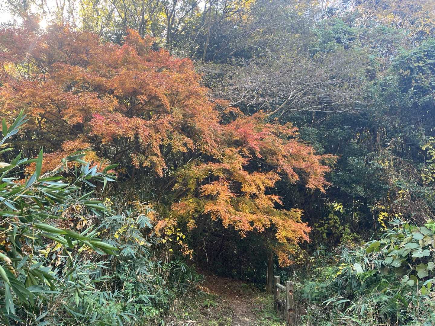 紅葉も🍁