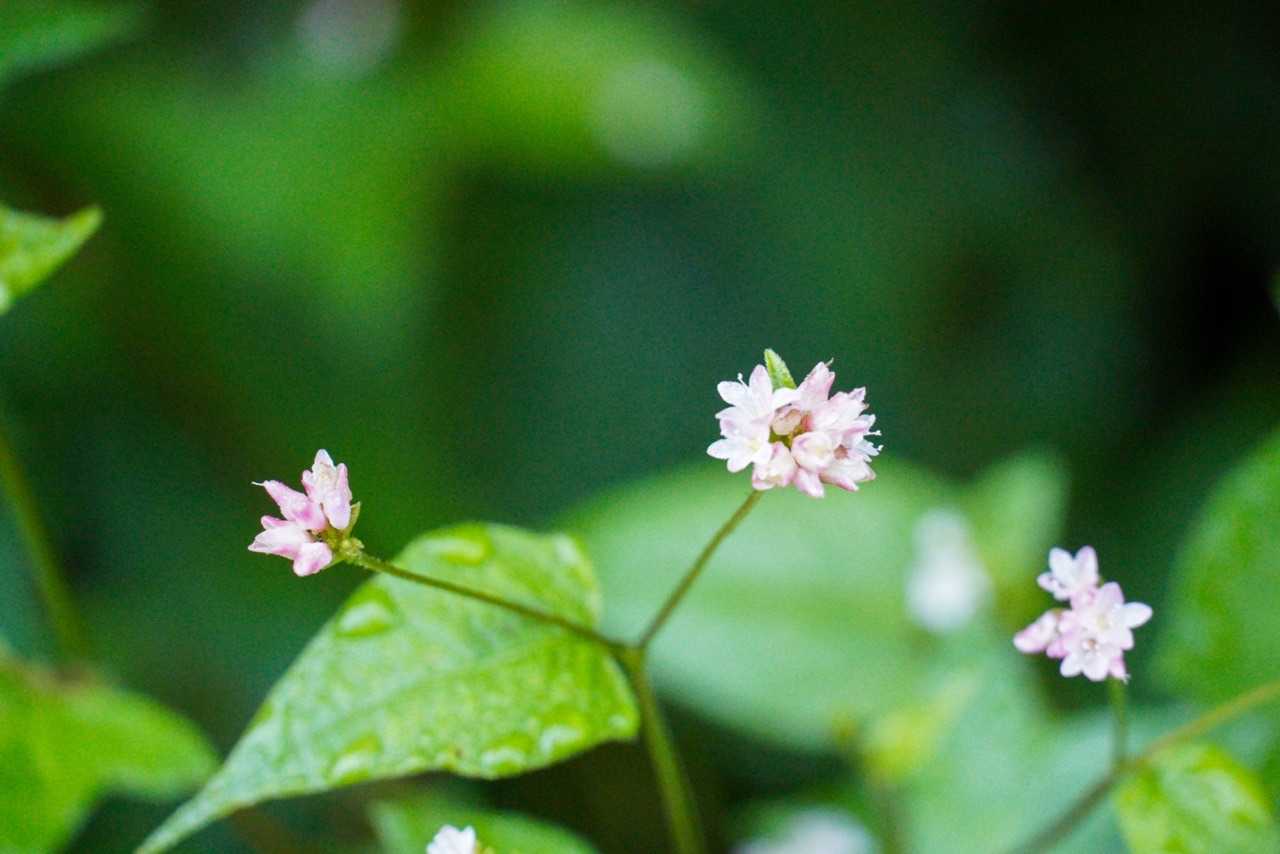 お花かわいい💕