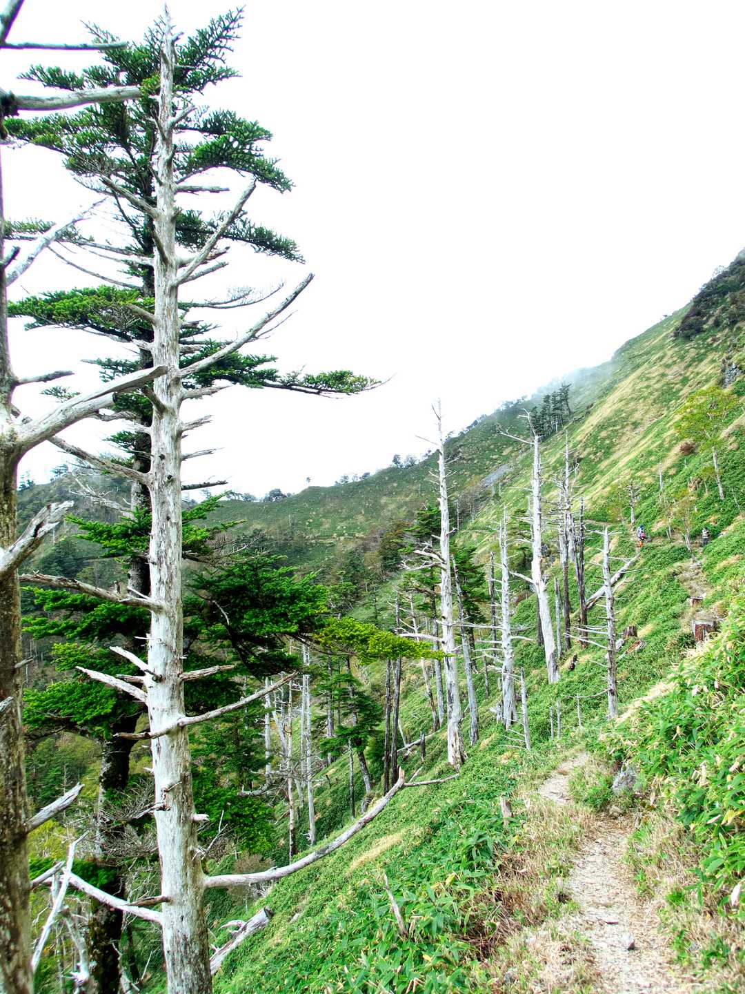 次郎笈登山口-次郎笈 周回コースの写真