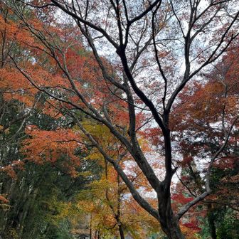 駐車場の紅葉🍁まだ見れた😊