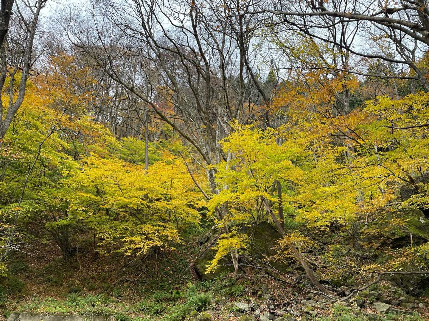 紅葉🍁が綺麗すぎてなかなか先に進めません🤩