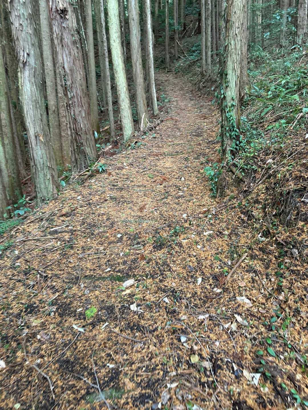 凄く整備されてて登りやすい