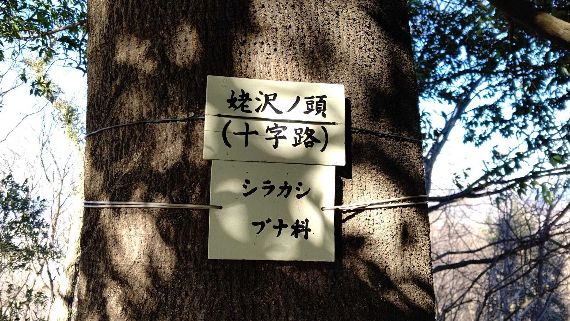 荒神山-茶臼山 往復コースの写真